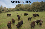 Galloways
